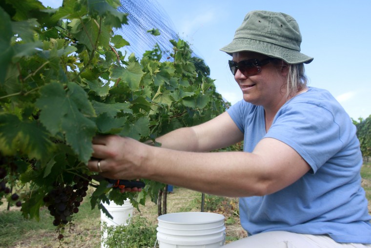 SaladoWineryGrapeHarvest1.jpg